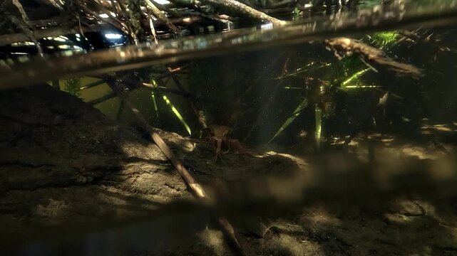 Camera dips through the lake surface, revealing red swamp crayfish - Procambarus clarkii - still on the underwater floor.