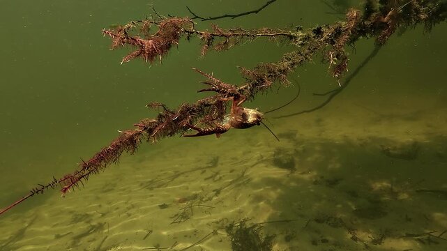 Red swamp crayfish - Procambarus clarkii - clings head down to a reddish branch, moving its antennae in a tense freshwater scene.