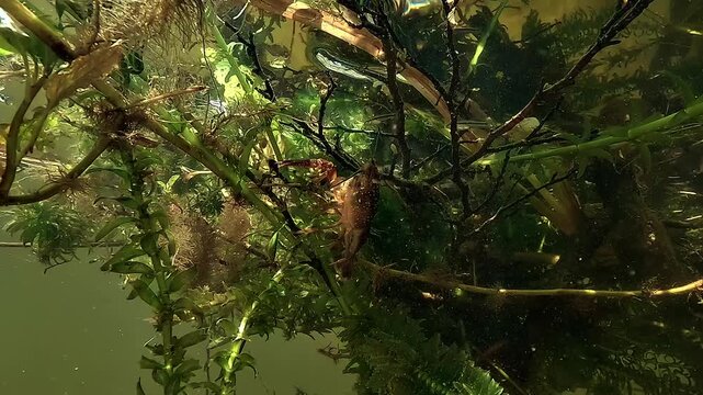 Tiny black bass fry - Micropterus salmoides - takes position just over the pincers of red swamp crayfish - Procambarus clarkii - in a lake.