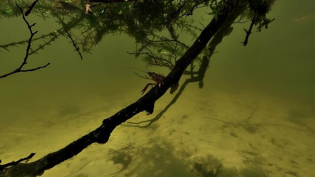 Red swamp crayfish - Procambarus clarkii - appears from behind underwater wood, creating a frontal encounter in bright lake water.