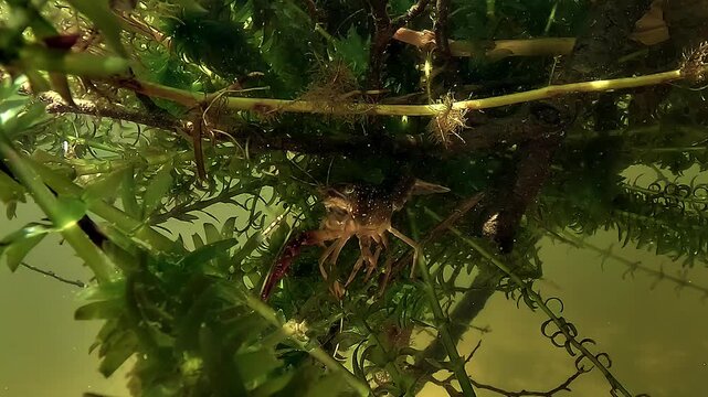 Red swamp crayfish - Procambarus clarkii - stays tucked among aquatic plants, rotating one antenna to detect chemical cues around its body.