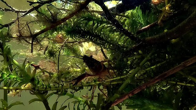 Bright upward freshwater shot showing invasive Louisiana crayfish - Procambarus clarkii - as a dark silhouette among plants below the lake surface.