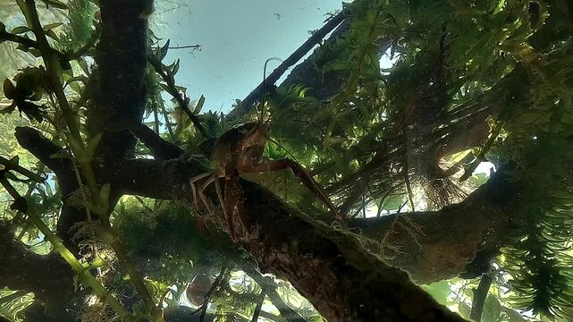 Bright low angle shot beneath red swamp crayfish - Procambarus clarkii - standing on submerged wood in glowing freshwater light.