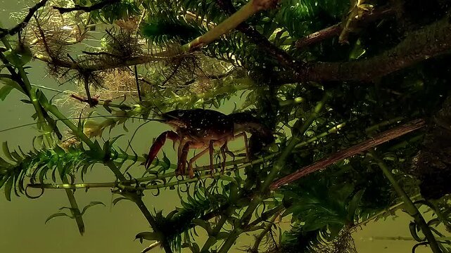 Close underwater view of red swamp crayfish - Procambarus clarkii - perched on a branch, rotating gently from side view to frontal view with active antenna movement.