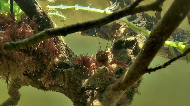Frontal underwater view of red swamp crayfish - Procambarus clarkii - lifting its claws while its antennae move in lake water.