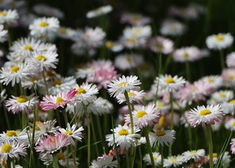 Bellis perennis (lawn daisy, common daisy, English daisy) blooming in a garden © Rita Puteikytė