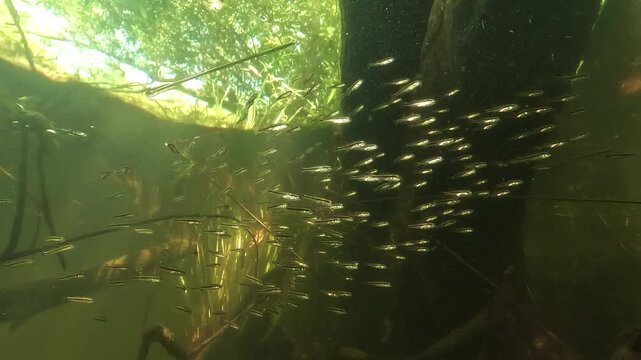 Underwater upward shot of tiny black bass fry - Micropterus salmoides - swimming in a dense swarm near branches below the lake surface.