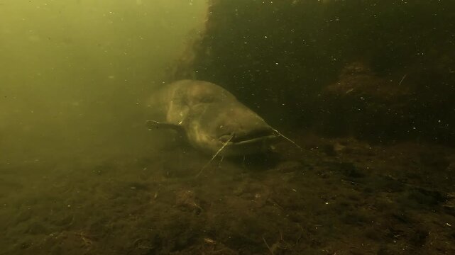 Huge wels catfish - Silurus glanis - sleeps on the freshwater lake floor, then rises from the bottom and moves toward submerged vegetation.