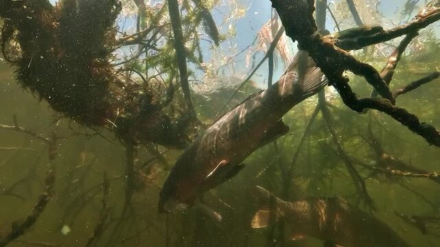 Two common carp - Cyprinus carpio - remain still under branch cover in calm freshwater, seen from below as one fish stands out with a more elongated shape.