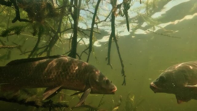 Common carp - Cyprinus carpio - move through shaded underwater branches, then one individual approaches the lens in a detailed side view.