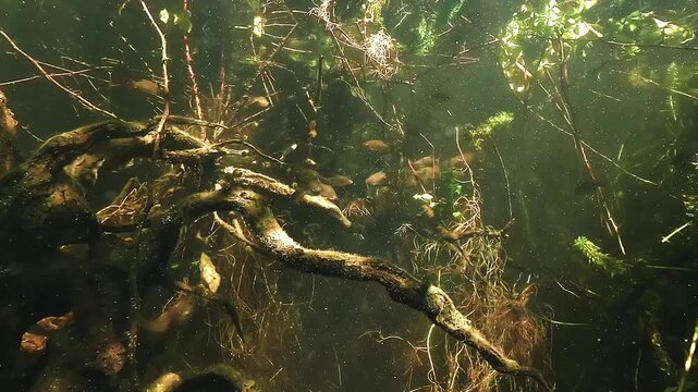 Dense underwater vegetation around a submerged branch hosts small fish swimming through a natural refuge used by predators as a feeding zone.