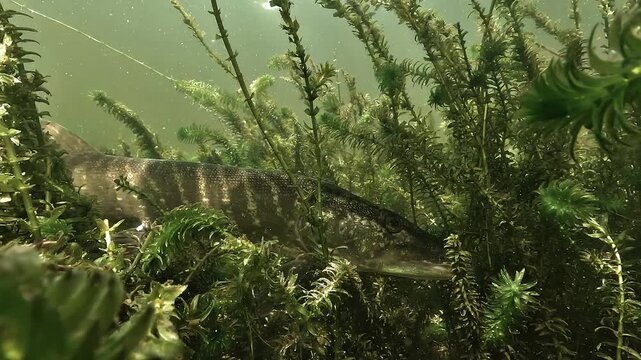 Northern pike - Esox lucius - remains motionless in aquatic vegetation with its head facing downward, then leaves cover to search for prey.