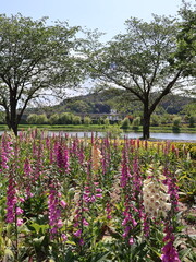 Pink foxglove flowers blooming in a garden © Hanna