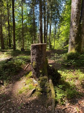 trail in the woods