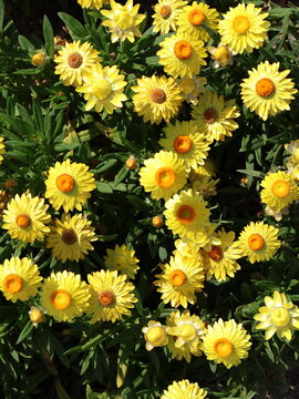 Yellow strawflowers blooming in sunlight