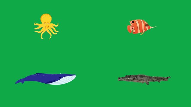 Octopus Fish Whale Croc animation on green screen chroma key background flat lighting no shadow flush edge isolated minimal animated character perfect compositing vfx asset high quality render video