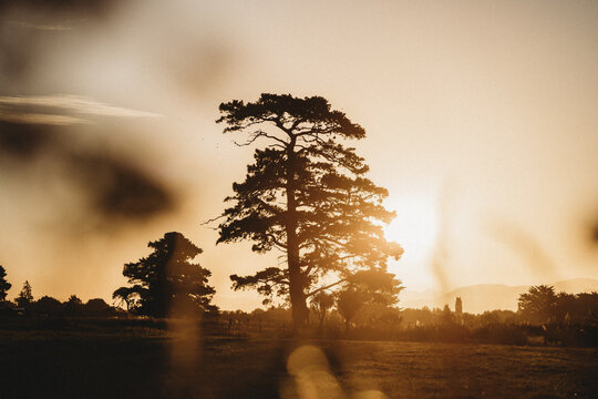 Sunset behind a lone pine