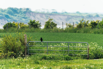 Crow perched on farm gate in Heiligenhafen Steilküste, Germany © Cavan