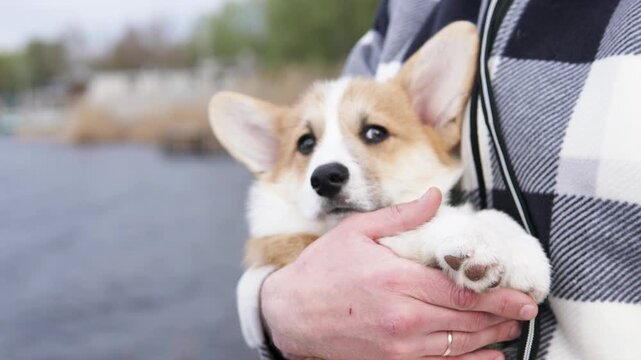Young man enjoying walk with pembroke welsh corgi puppy by the river. Royal breed in trend, lifestyle and nature moment. Pets concept.