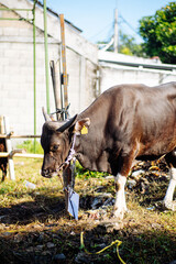 cow and calf © Alriyan