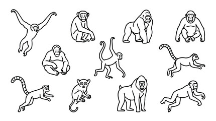 Minimalist monkey line art icons, primate species vector collection, black and white gorilla and chimpanzee illustrations, 11 wild animal silhouettes © Sidra