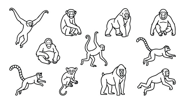 Minimalist monkey line art icons, primate species vector collection, black and white gorilla and chimpanzee illustrations, 11 wild animal silhouettes