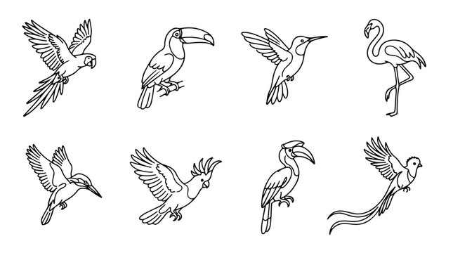 Tropical bird line art icons, set of 8 exotic bird vector illustrations, minimalist black and white parrot flamingo and toucan sketches for coloring