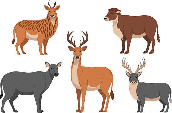 Deer, Banteng, and Water Buffalo Standing Isolated on White Background