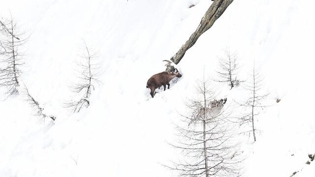 Alpine ibex male covered by snow (Capra ibex)
