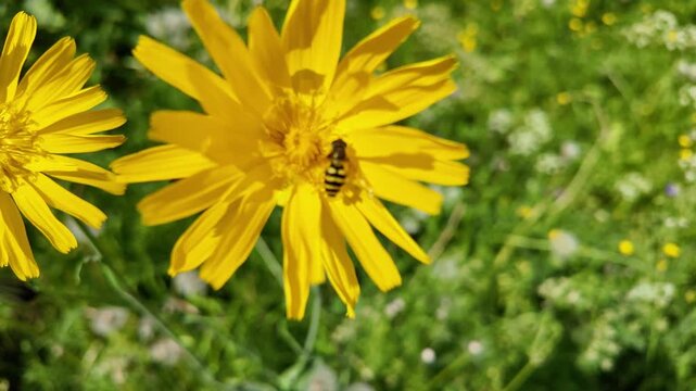 ape su fiore fiori 