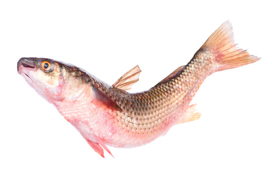 Fish Mullet or Haarder, isolated on white
