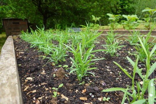 Grass pea lathyrus sativus seedlings growing in a raised garden bed