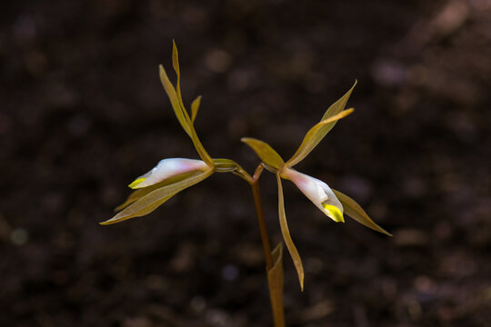 A rare terrestrial saprophytic orchid blooming from the dark organic soil in a shaded tropical forest.