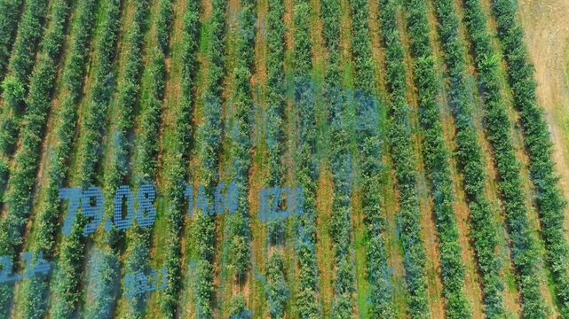 Camera drifting down, blue telemetry overlays updating, overlapping crop rows for monitoring