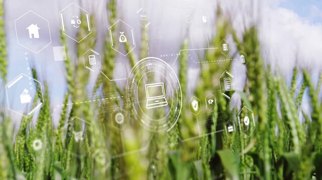 Closeup starting HUD over wheat, laptop linking icons, network growing for yield data, fading