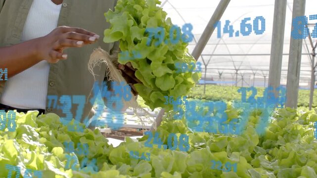 Greenhouse worker lifting lettuce from bed, inspecting roots, removing medium, tracking blue data