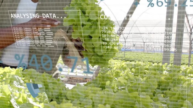 Greenhouse grower lifting lettuce, rotating plant, causing AR charts analyzing crop health data