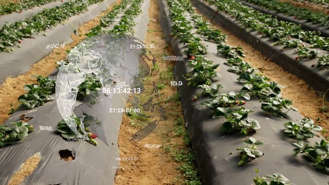 Camera tracking forward causing globe overlay sliding over strawberries in tunnel showing crop data