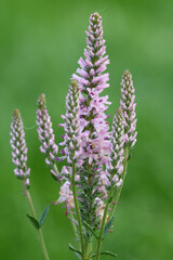 Fototapeta premium Closeup on the pinkflowers of the small spiked speedwell, Veronica spicata