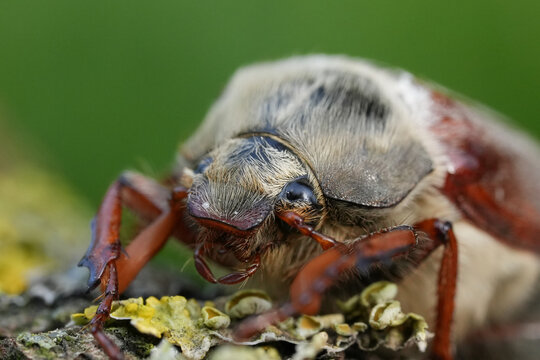 Closeup on a Maybug or May chafer, Melolontha melolontha sitting on wood