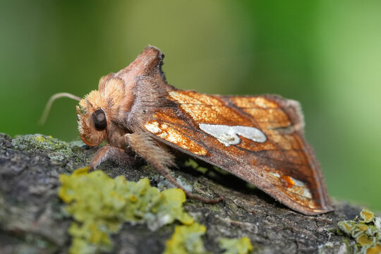 Closeup on a colorful Gold spot moth, Plusia festucae sitting on wood