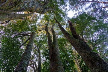 Fototapeta premium Sesquicentennial Walkway native New Zealand bush and trees.