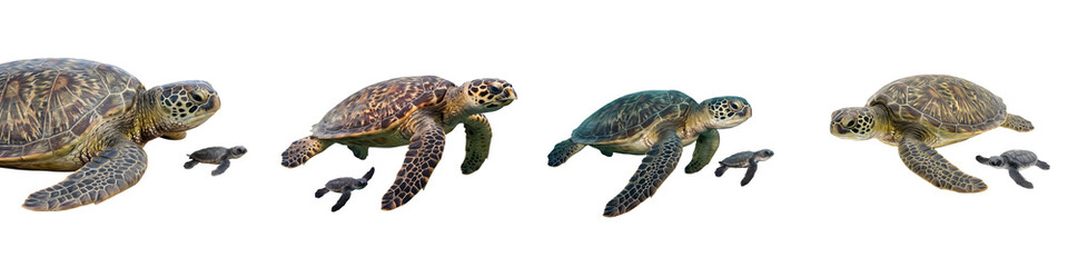 Adult Sea Turtle and Hatchling: Four Isolated High-Quality Images Featuring Marine Reptiles, Nature Wildlife, and Early Life Development on a Clean White Background © Dynamic Shoots