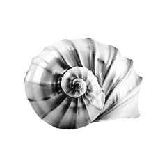 Spiral ammonite shell in halftone style isolated on gray background. Minimal monochrome fossil illustration with retro dotted texture and marine aesthetic. © Ксения Раневская