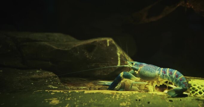 Electric Blue Crayfish In Freshwater Aquarium. Procambarus Alleni Sometimes Called
