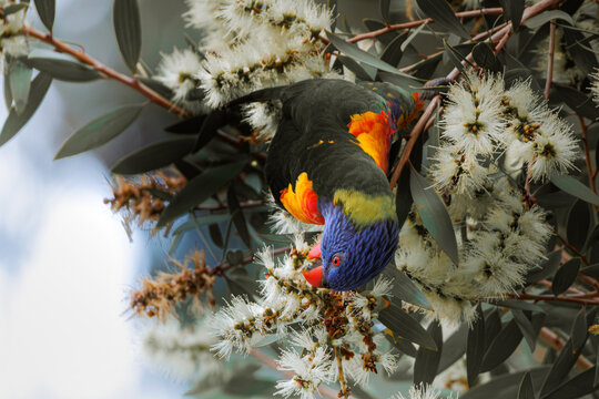 Colorful Rainbow Lorikeet feeding head-down on white flowering eucalyptus blossoms in natural light, Australian native wildlife