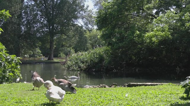 Wild geese resting and cleaning feathers on a sunny park lawn in Gijon, Spain. Parque de Isabel La Catolica