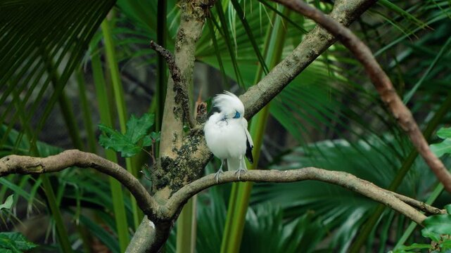 Endangered Bali myna Leucopsar rothschildi preening its white feathers while perched on tree branch in lush tropical foliage at Edward Youde Aviary Hong Kong Park