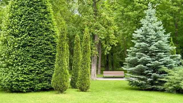 green tree in garden