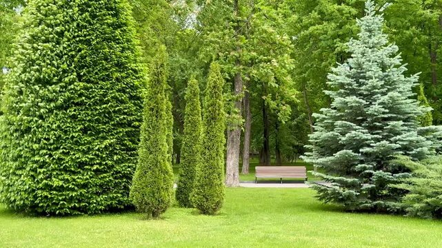 green tree in garden